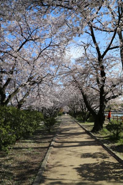 京都の桜　2014　～長岡天満宮～