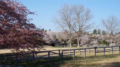2014桜を探す気ままなドライブ。茨城県南からちょこっと千葉県へ