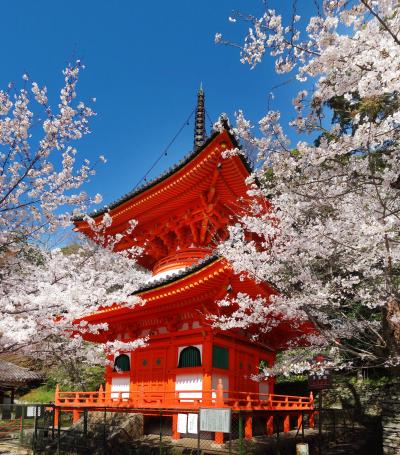 和歌山 『和歌の浦(高津子山)の桜』、『紀三井寺の桜』、『和歌山城の桜』　他　(　『雑賀崎灯台』、『番所庭園』　)