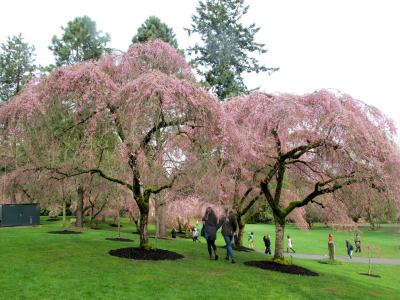 バンデューセン植物園 2回目： 桜の日 日本フェア