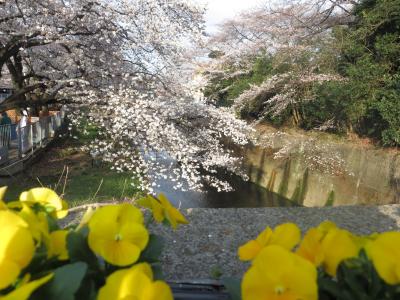 東京・としまえん（お花見２０１４）