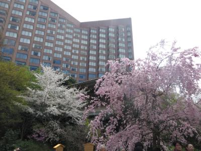 東京・椿山荘　桜とアフタヌーンティーを楽しむ