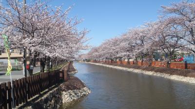 おせんべいの街　草加の桜