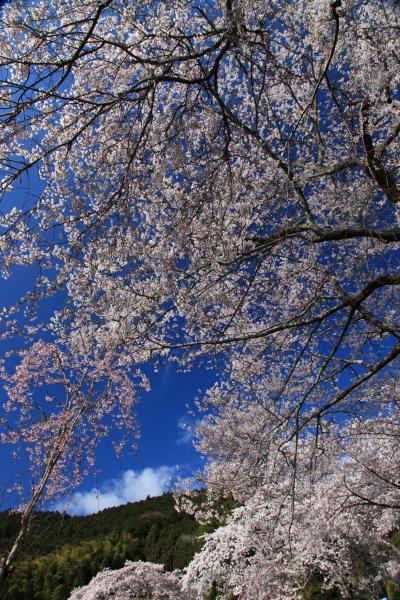 静岡　桜めぐり～久遠寺、興徳寺、潤井川、浅間大社、稲瀬川