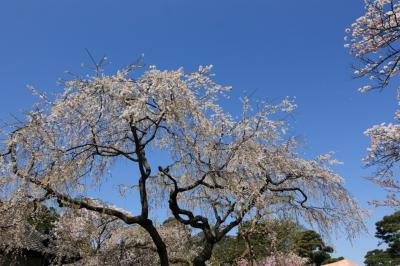 帝の桜　春季皇居乾通り一般公開！！