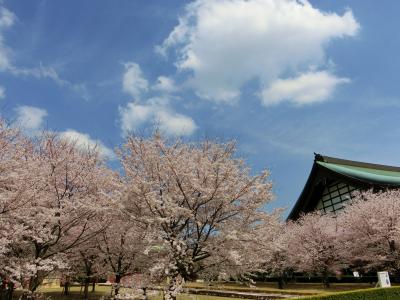 お花見♪　in 総持寺