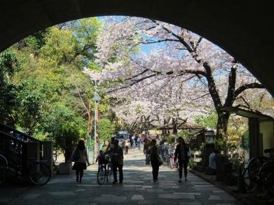 小さい公園　音無親水公園の桜　満開です