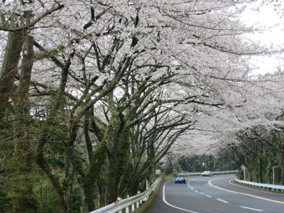 箱根ターンパイク　桜のトンネルをドライブ