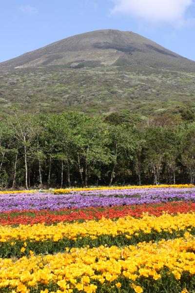 2014年　春の八丈島　【１】フリージアまつり、八丈植物公園、裏見ヶ滝、地熱館