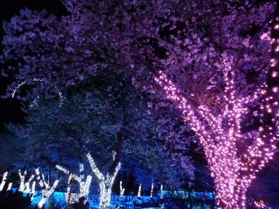 さがみ湖プレジャーフォレスト☆満開の夜桜と関東最大級のイルミネーションおまけにプロジェクションマッピング
