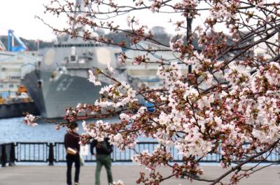 グリーン車と京急で行く、横須賀花見紀行