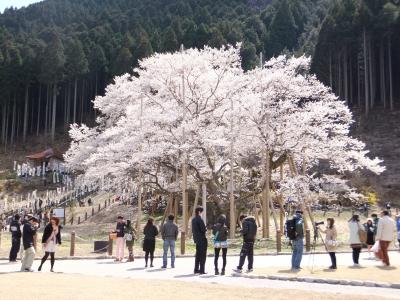 根尾谷淡墨桜と樽見鉄道