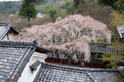 京都・奈良の桜紀行（京都編　その２）