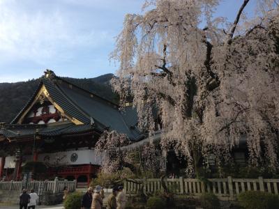 山梨一泊二日、花見ドライブ旅行。