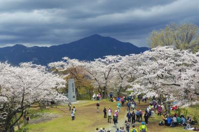 桜の弘法山ハイキング・オフ会　（富士山初登頂をめざしてトレーニングVOL３）
