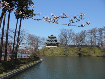 高田公園の桜は３分？いや！５分咲き？