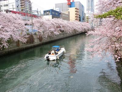 お花見♪　in　大岡川