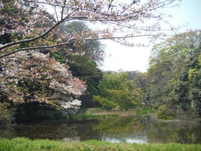 皇居のお花見に行きました