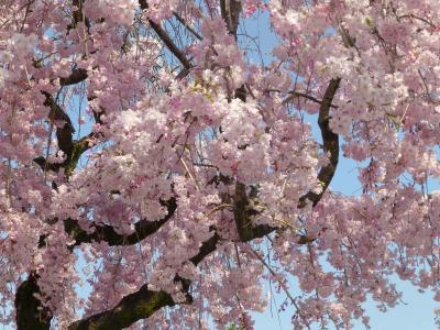 しだれ桜の並木が美しい稲葉神社界隈を一人散歩・・・