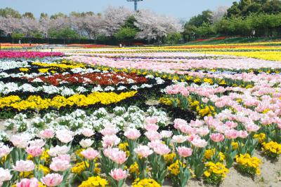 なばなの里　花まつり