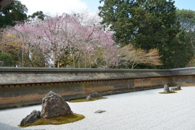 龍安寺の桜　前編！2014年