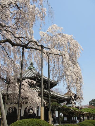 京都に春到来、桜を見に大原野エリアへ！