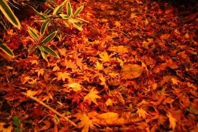 【伊豆】「湯回廊菊屋」宿泊記～紅葉真っ盛り！都心から２時間の修善寺温泉に～