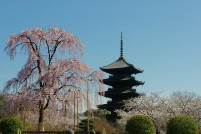 京都　東寺の桜