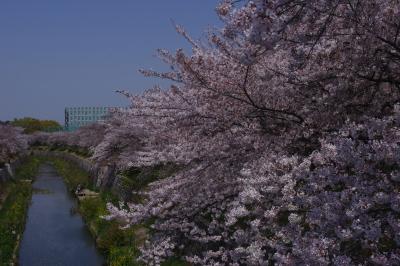 名古屋　山崎川の桜