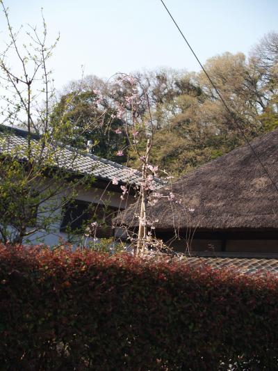 北鎌倉吉田家の新たな枝垂れ桜