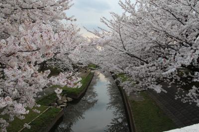 桜の花が散る前に2014年　　＃２　熊谷桜堤～吹上元荒川の桜並木