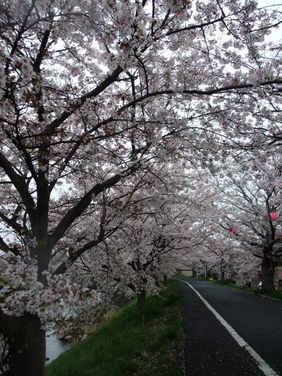 桜流の雨と井原堤のサクラ