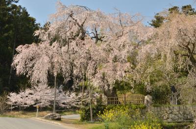 神原のしだれ桜