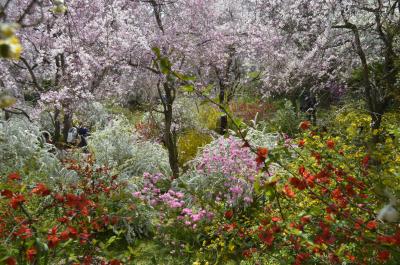 おしどり夫婦の京都　知る人ぞ知る　原谷苑のしだれ桜