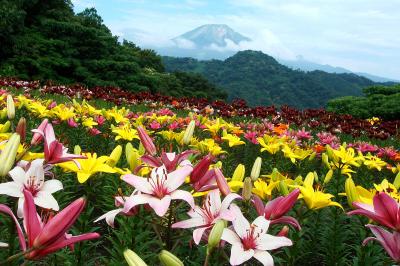 とっとり花回廊：6月上旬は見所いっぱい