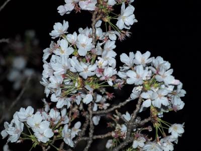 桜を求めて第7弾。大中公園の高田千本桜を再訪。夜桜見物。