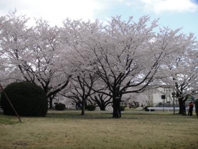 Cherry Blossom Festival at U.S. Army Camp ZamaへGoGo！　と、あと少々。