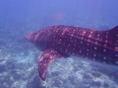 ダイアモンド・アスルガでの休日~したこと、見たもの、食べたもの~