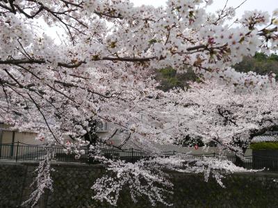 有馬温泉の桜