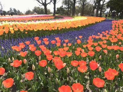 国営木曽三川公園はチューリップが満開！！見事な花のじゅうたんで彩られています・・・