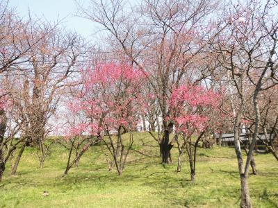 梅の花が咲きました。霞城公園内