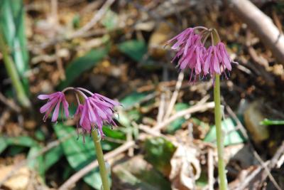 那珂川町馬頭に野の花を探しに行きました