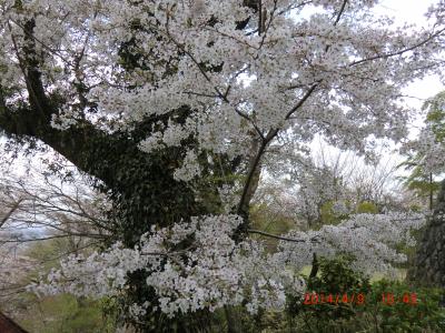 残念な温泉に桜も終わりかな？