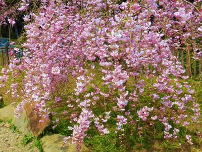 今年最後の花見は、ローカル色豊かな　枝垂れ桜♪