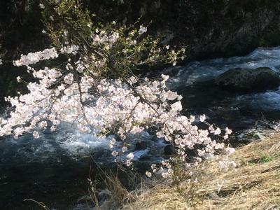 せせらぎと花吹雪