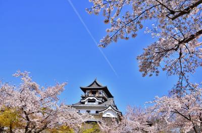 桜に囲まれた日本最古の天守閣・国宝犬山城
