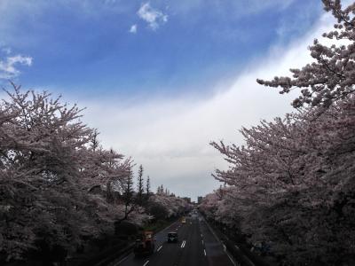 ２０１４国立駅と立川根川の桜