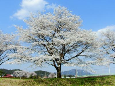 里山の桜たち