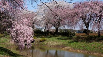 2014桜探し2 茨城県西からちょこっと栃木県へ 結城 桜見本園編