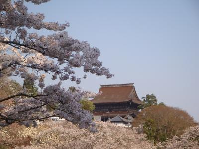 絵になる景色に感動・・・・・初めての吉野桜見物は朝3時起き、日帰り強行軍で